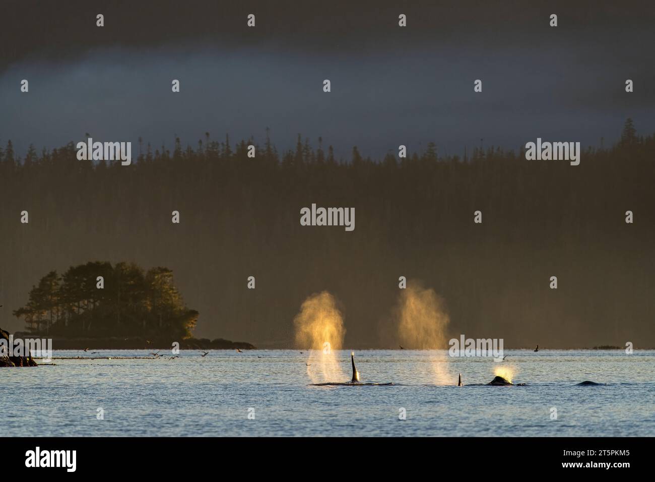 Soffia in condizioni di scarsa luce solare di un branco di orche (orche assassine) residenti nel nord, A34, nel Weynton Passage al largo dell'Isola di Vancouver Nord, prime Nazioni Foto Stock
