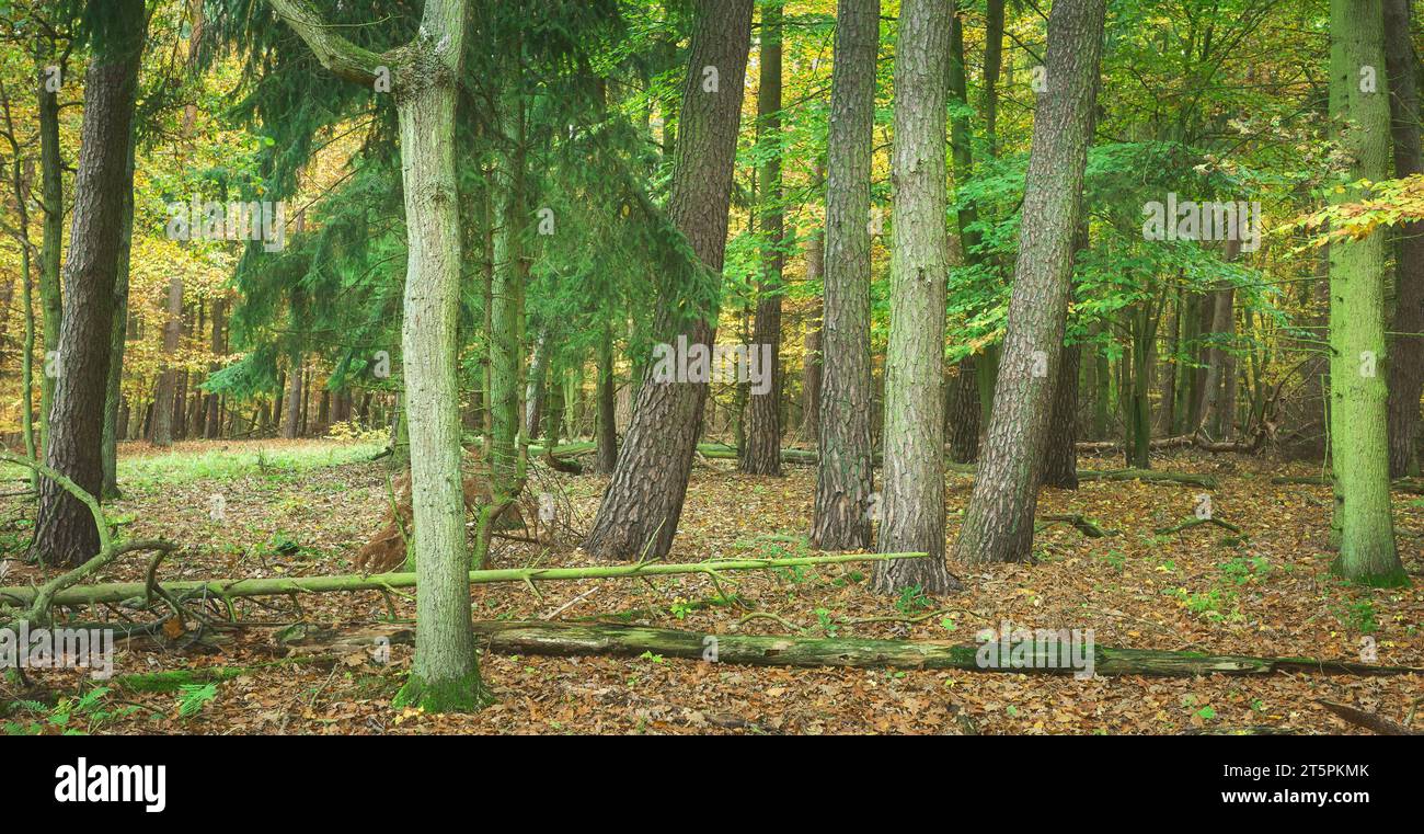 Alberi in una foresta profonda in autunno, concentrazione selettiva. Foto Stock