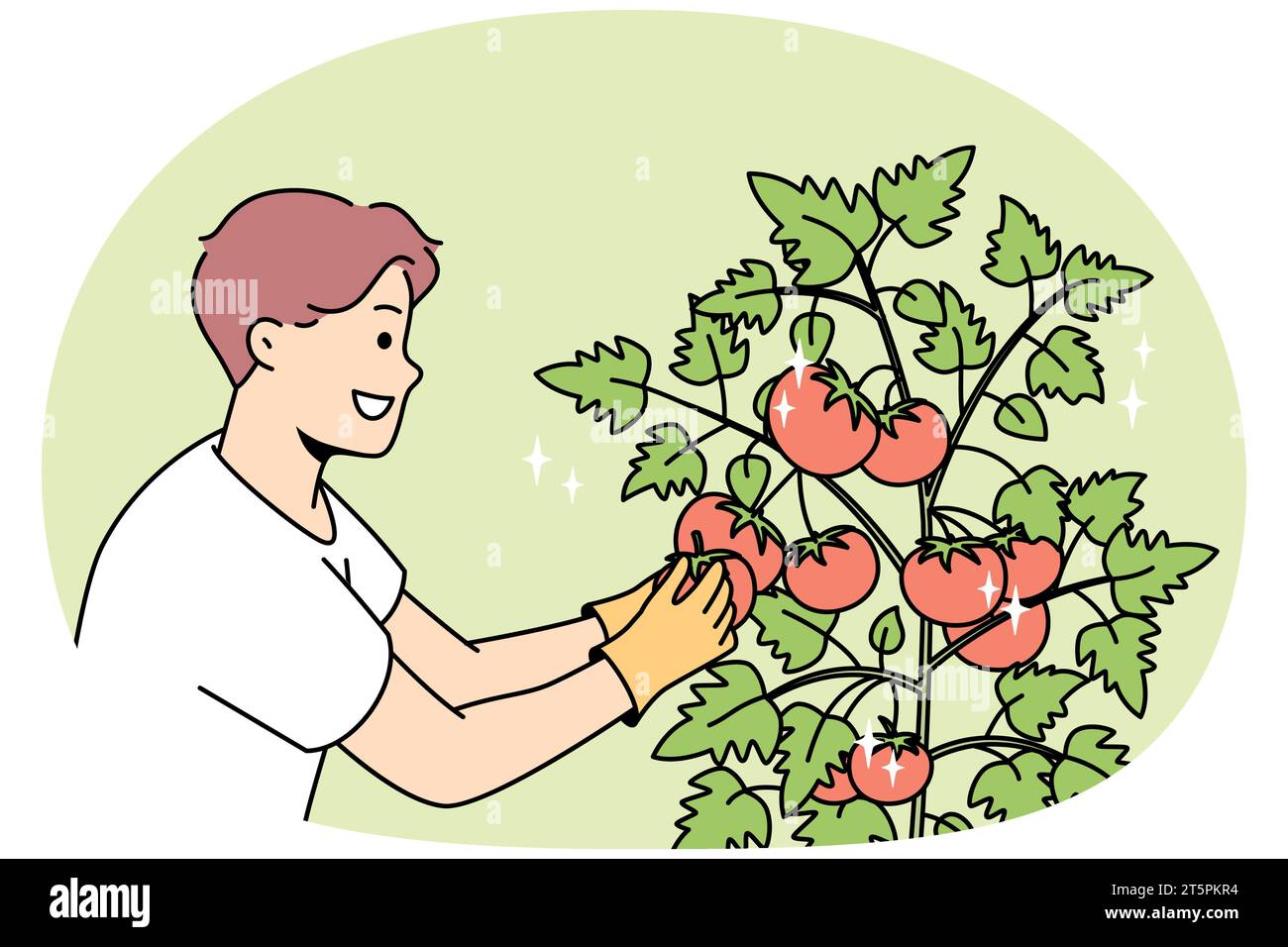 Un giovane sorridente raduna i pomodori in giardino. Felice maschio agricoltore raccogliere raccolto da cespugli in fattoria. Giardinaggio e agricoltura. Illustrazione vettoriale. Illustrazione Vettoriale