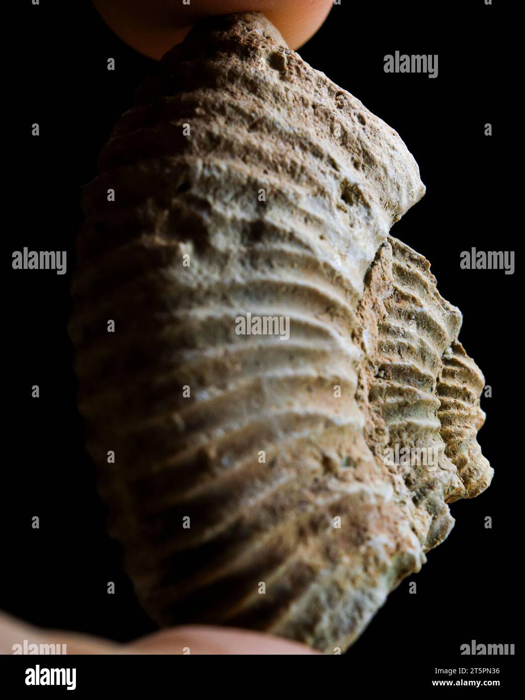 Fossile di ammoniaca in mani isolate su sfondo nero. Paleontologia. Foto Stock
