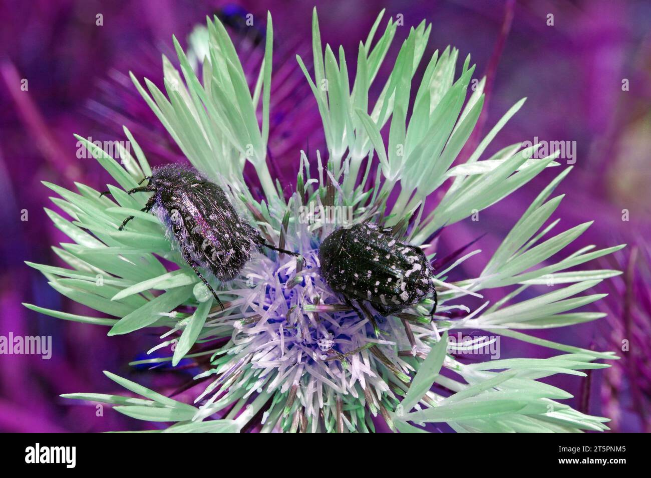 Coleotteri e fiori Foto Stock