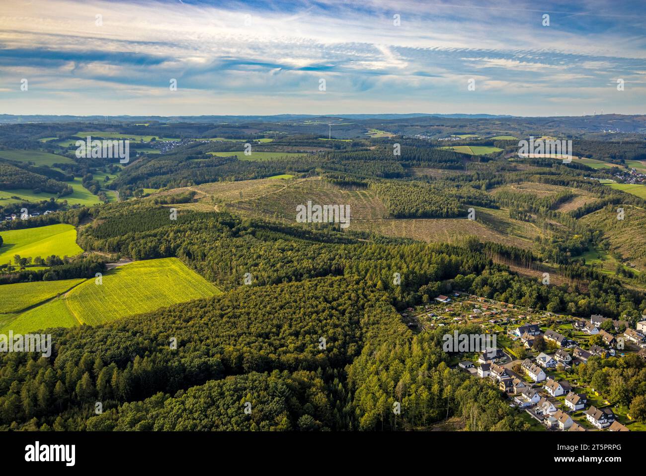 Foto aerea, area forestale con danni forestali, Langenholdinghausen, Siegen, Siegerland, Renania settentrionale-Vestfalia, Germania, Tree Death, Bark Beetle Damage Foto Stock