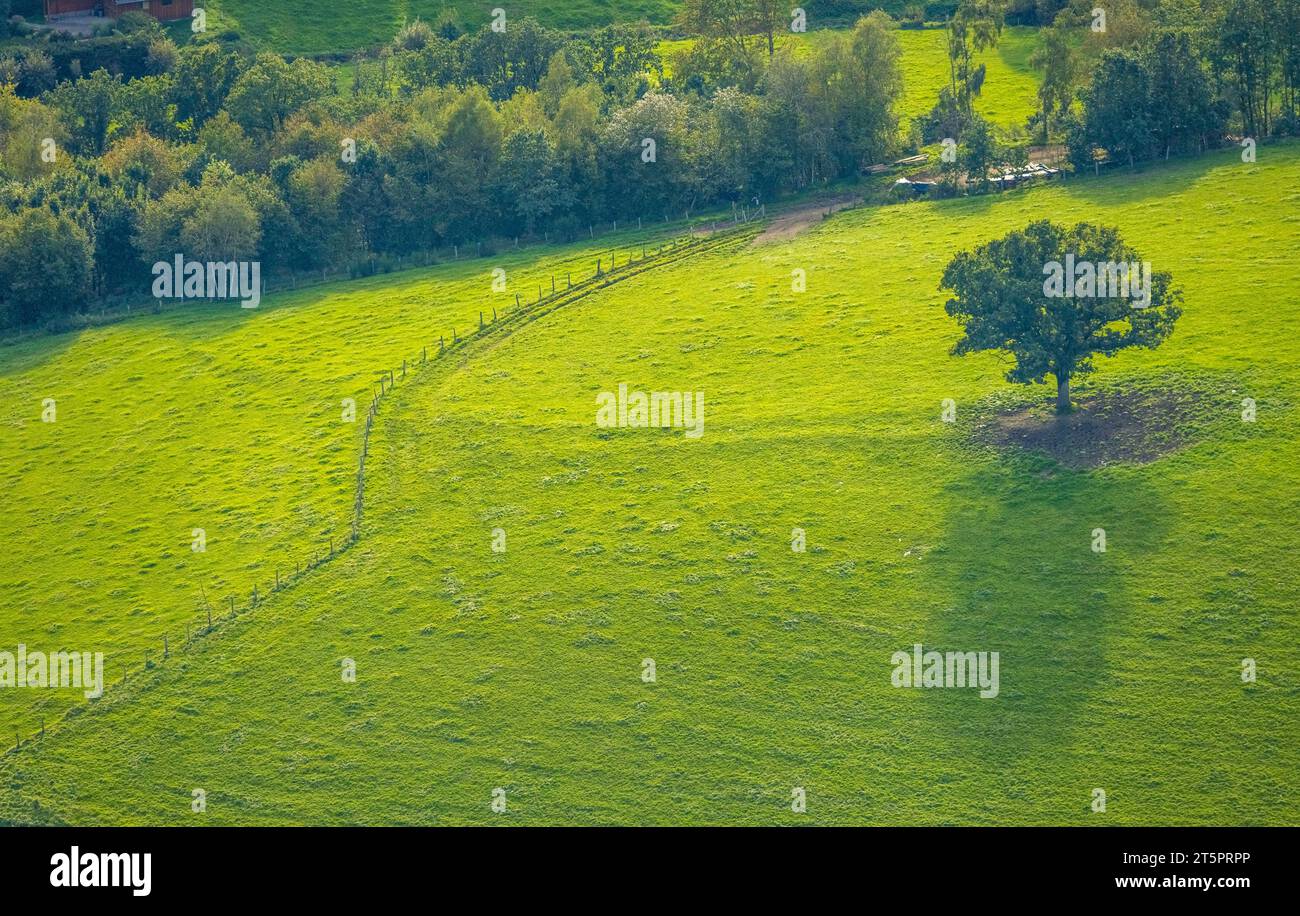 Vista aerea, verde albero su un prato con recinzione, Langenholdinghausen, Siegen, Siegerland, Renania settentrionale-Vestfalia, Germania, Tree, Tree on Meadow, DE, EU Foto Stock