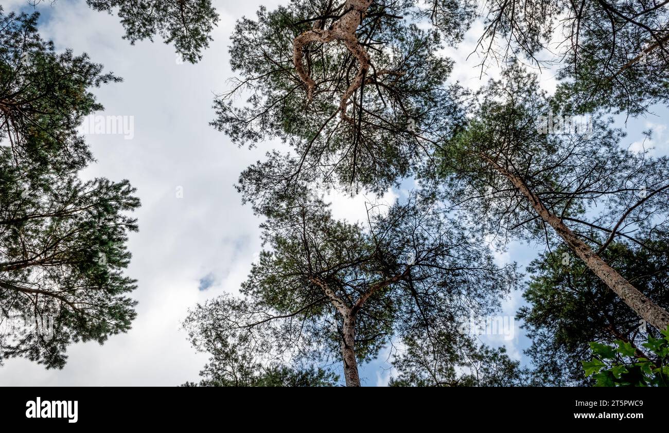 Vista dall'angolo basso degli alti pini nella foresta del parco nazionale in Belgio. Foto Stock