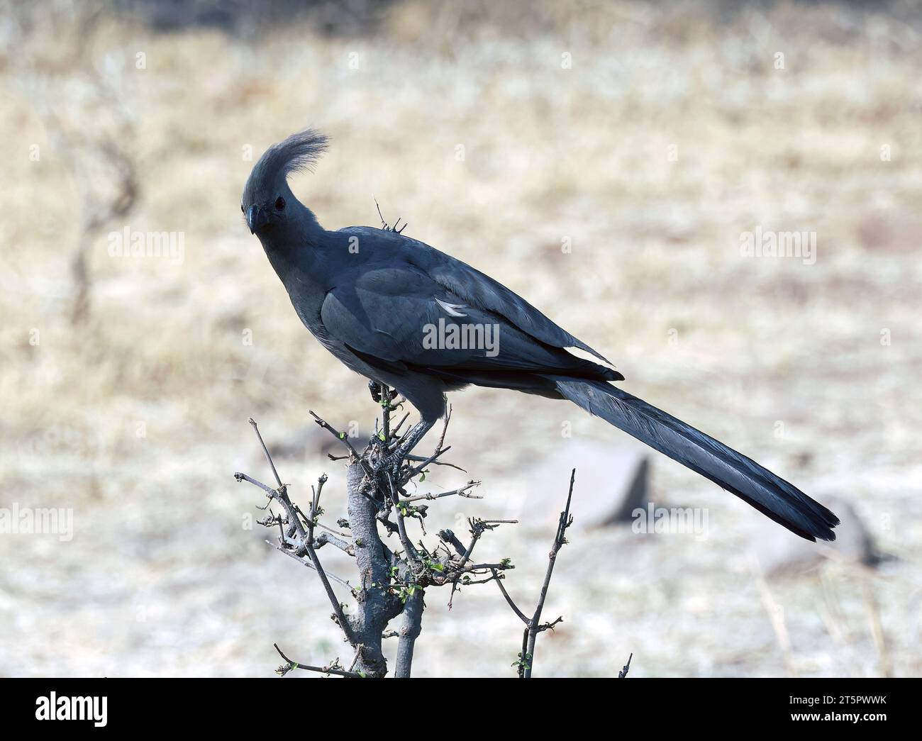 Grey go-away-bird, Graulärmvogel, Touraco concolore, Corythaixoides concolor bechuanae, barna lármásmadár, parco nazionale dello Zambezi, Zimbabwe, Africa Foto Stock