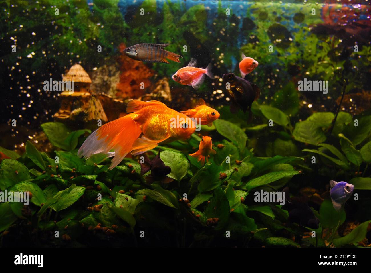 pesce d'oro nero, pesce d'oro, gourami in acquario d'acqua dolce con piante d'acqua Foto Stock