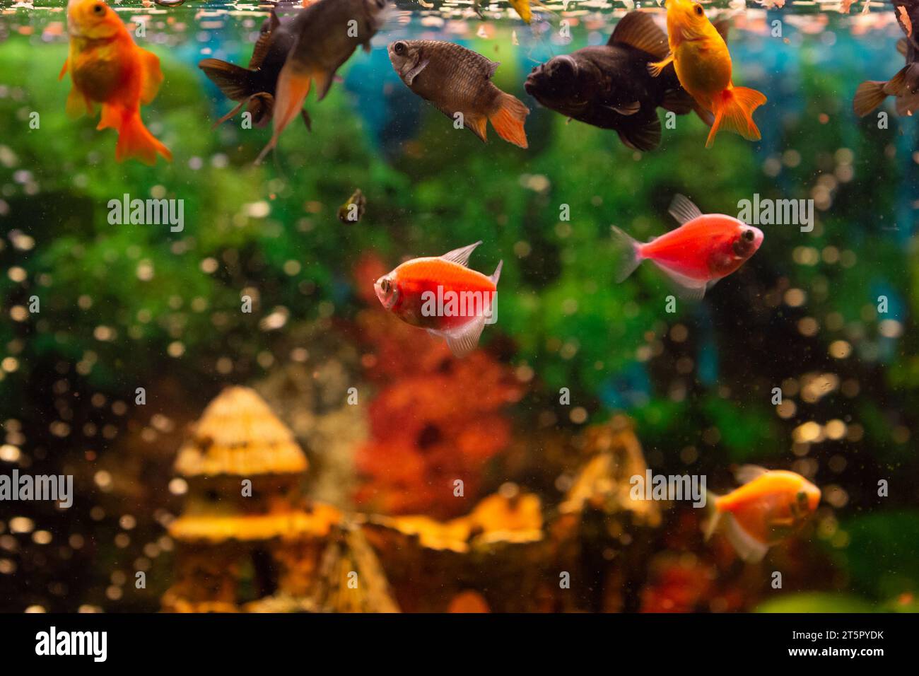 pesce d'oro nero, pesce d'oro, gourami in acquario d'acqua dolce con piante d'acqua Foto Stock