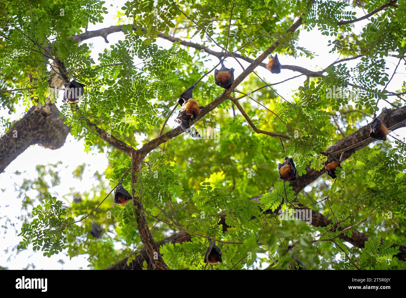 6 novembre 2023 Sylhet-Bangladesh: Pipistrelli appesi al ramo d'albero alla luce del giorno a Sylhet, in Bangladesh. I pipistrelli sono accusati di infezione da virus Nipah è una nuova malattia zoonotica emergente che si diffonde da animale a umano. I pipistrelli della frutta sono uno dei portatori del virus Nipah che viene trasmesso dai pipistrelli ad altri animali principalmente attraverso i fluidi corporei. Nel 2018 l'epidemia di Nipah nello stato indiano del Kerala ha causato 17 vittime. Ha infatti aperto il vaso di Pandora esponendo il ruolo del pubblico in generale, del dipartimento della sanità, dei social media e così via. Il rilevamento precoce e i m ben oliati Foto Stock