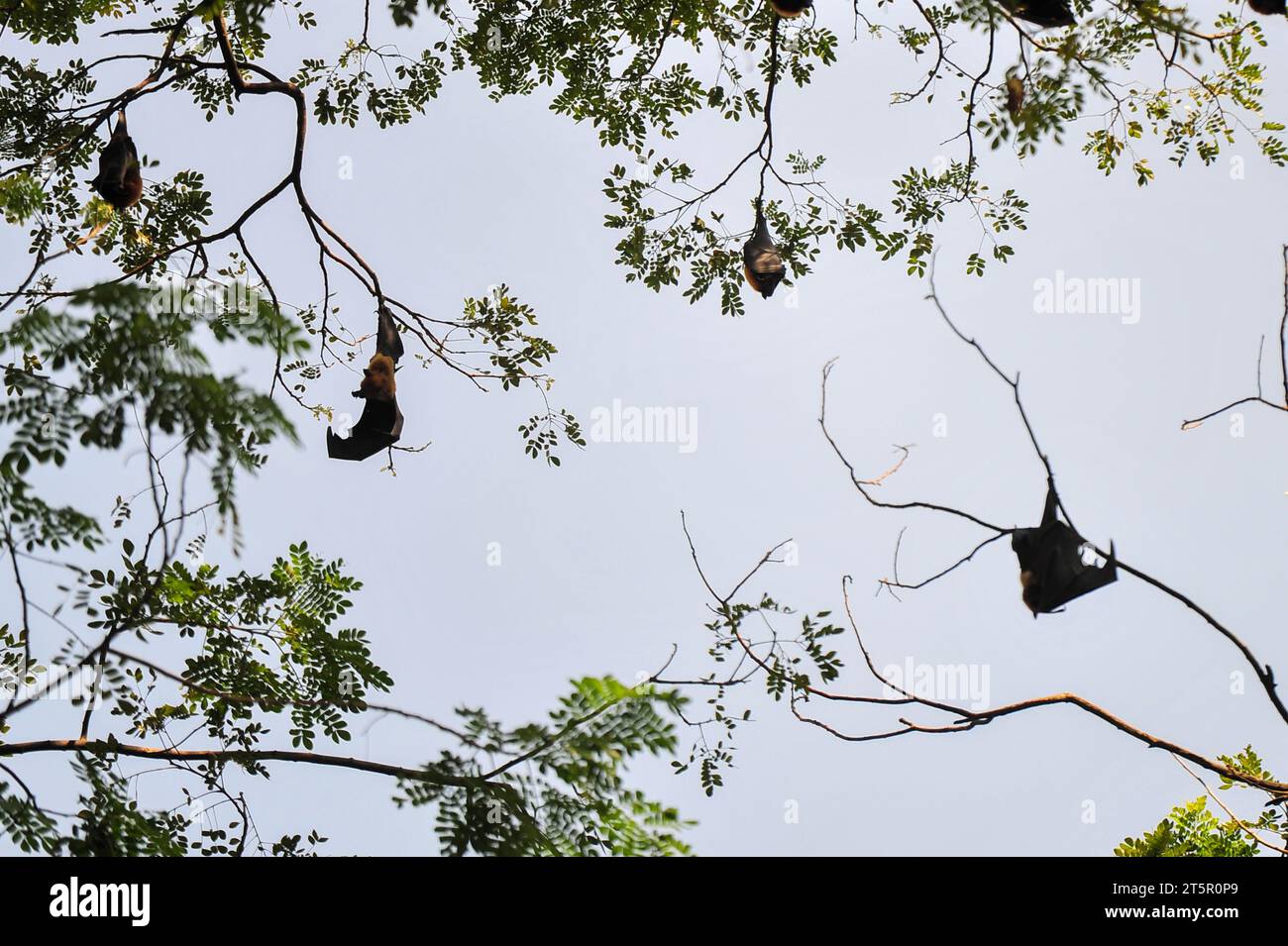 6 novembre 2023 Sylhet-Bangladesh: Pipistrelli appesi al ramo d'albero alla luce del giorno a Sylhet, in Bangladesh. I pipistrelli sono accusati di infezione da virus Nipah è una nuova malattia zoonotica emergente che si diffonde da animale a umano. I pipistrelli della frutta sono uno dei portatori del virus Nipah che viene trasmesso dai pipistrelli ad altri animali principalmente attraverso i fluidi corporei. Nel 2018 l'epidemia di Nipah nello stato indiano del Kerala ha causato 17 vittime. Ha infatti aperto il vaso di Pandora esponendo il ruolo del pubblico in generale, del dipartimento della sanità, dei social media e così via. Il rilevamento precoce e i m ben oliati Foto Stock