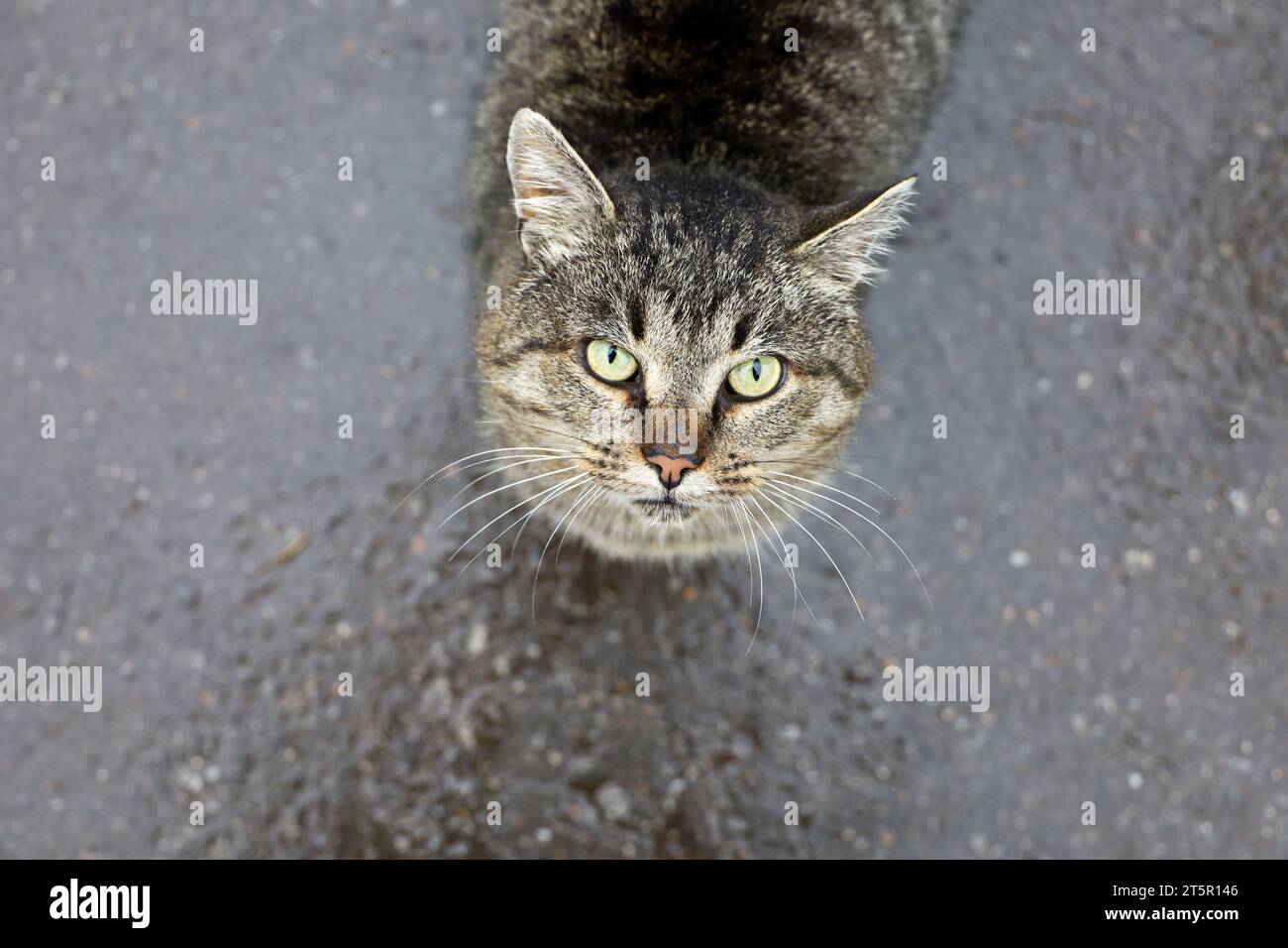 Il ritratto di un gatto Tabby sembra in piedi su una strada bagnata Foto Stock