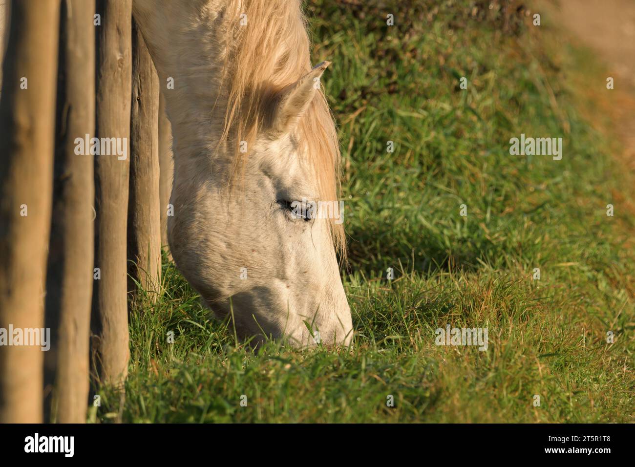 Cavalli che mangiano fieno fresco tra le sbarre di una recinzione di legno. Foto Stock