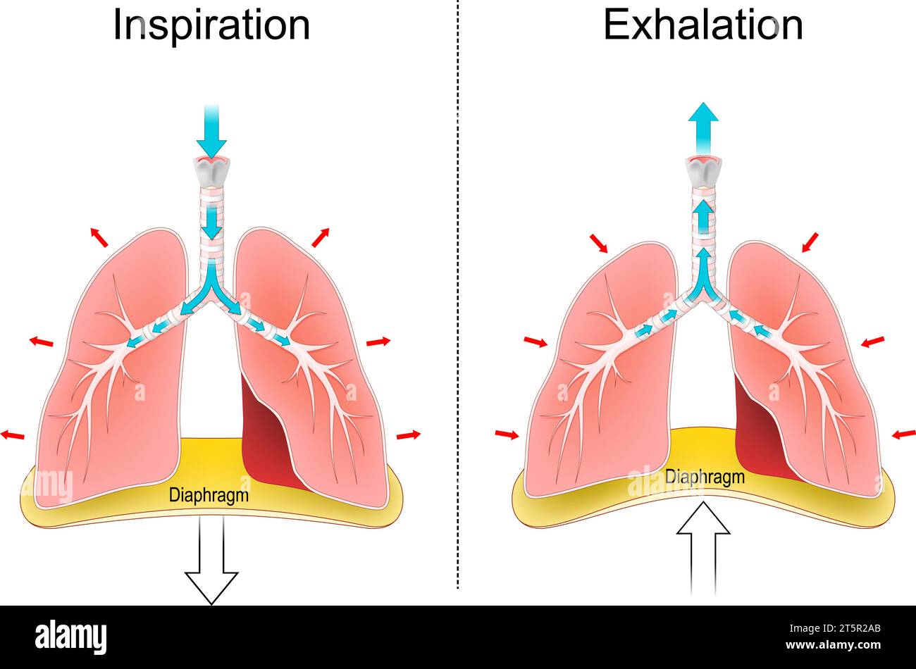 Respirare. Respirazione, movimenti del torace, dei polmoni e del diaframma. Scambio di gas. Inalazione o inspirazione ed espirazione. Sistema respiratorio umano Illustrazione Vettoriale