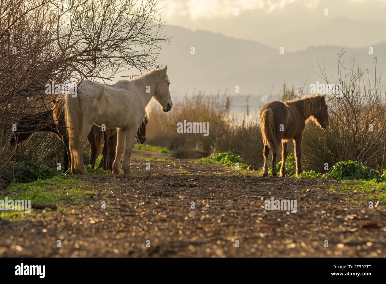 gruppo di cavalli in libertà al tramonto, giovani e adulti in mandria, maiorca, isole baleari, spagna, Foto Stock