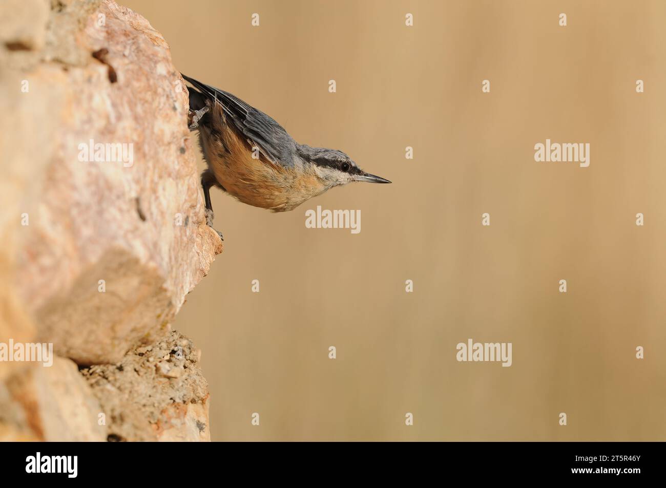 WESTERN Rock Nuthatch su una roccia. Sitta neumayer Foto Stock