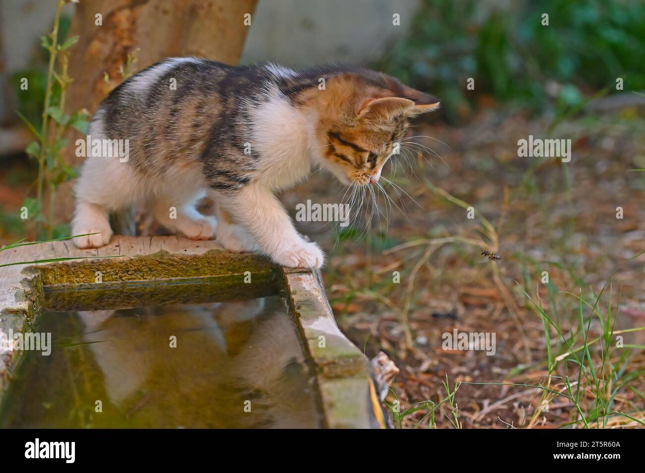 Il gattino sta guardando l'ape. Foto Stock