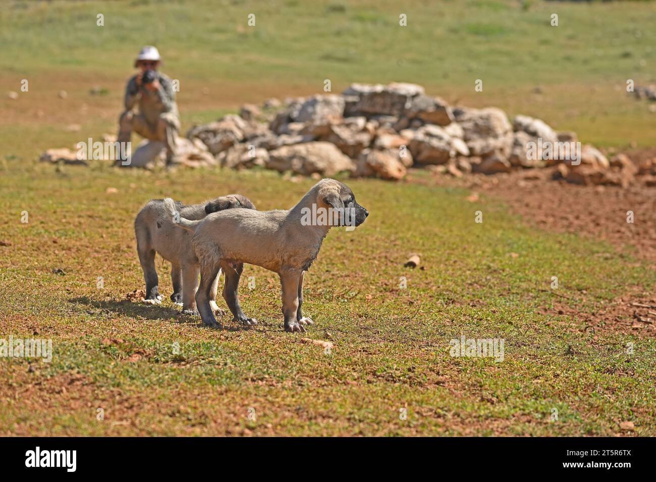 Fotografo che scatta foto di cuccioli. Foto Stock