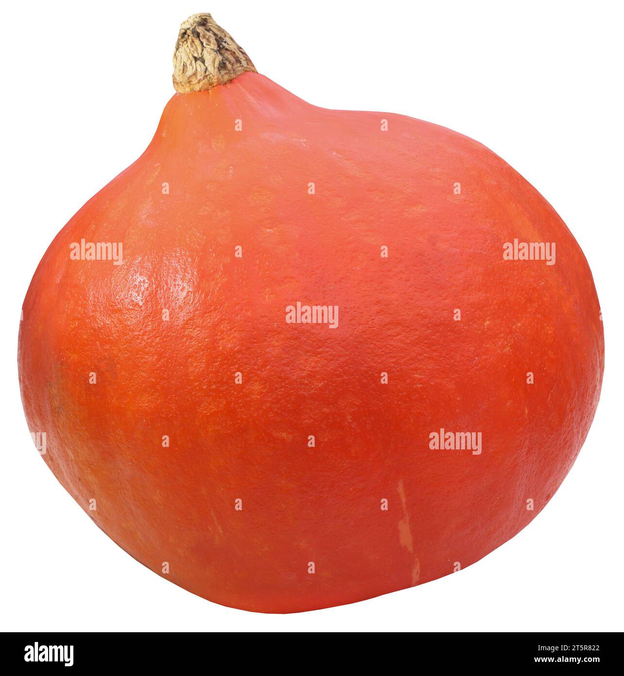 Zucca Hokkaido fresca e biologica Foto Stock