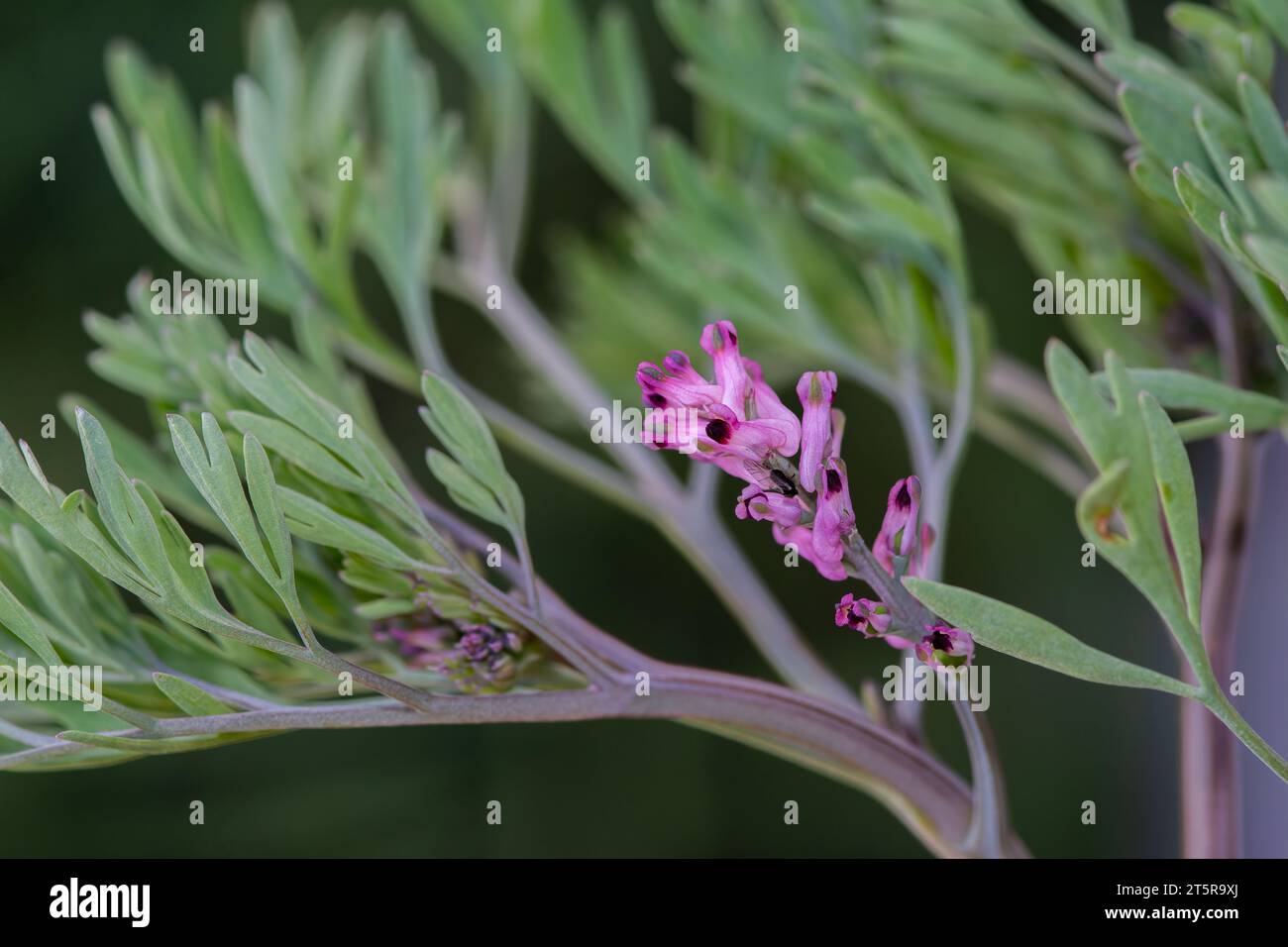 Fumaria officinalis, fumitory comune, fumitory di medicina o fumo di terra, è una pianta erbacea annuale fioritura, guarigione per problemi della pelle, purifica del sangue Foto Stock