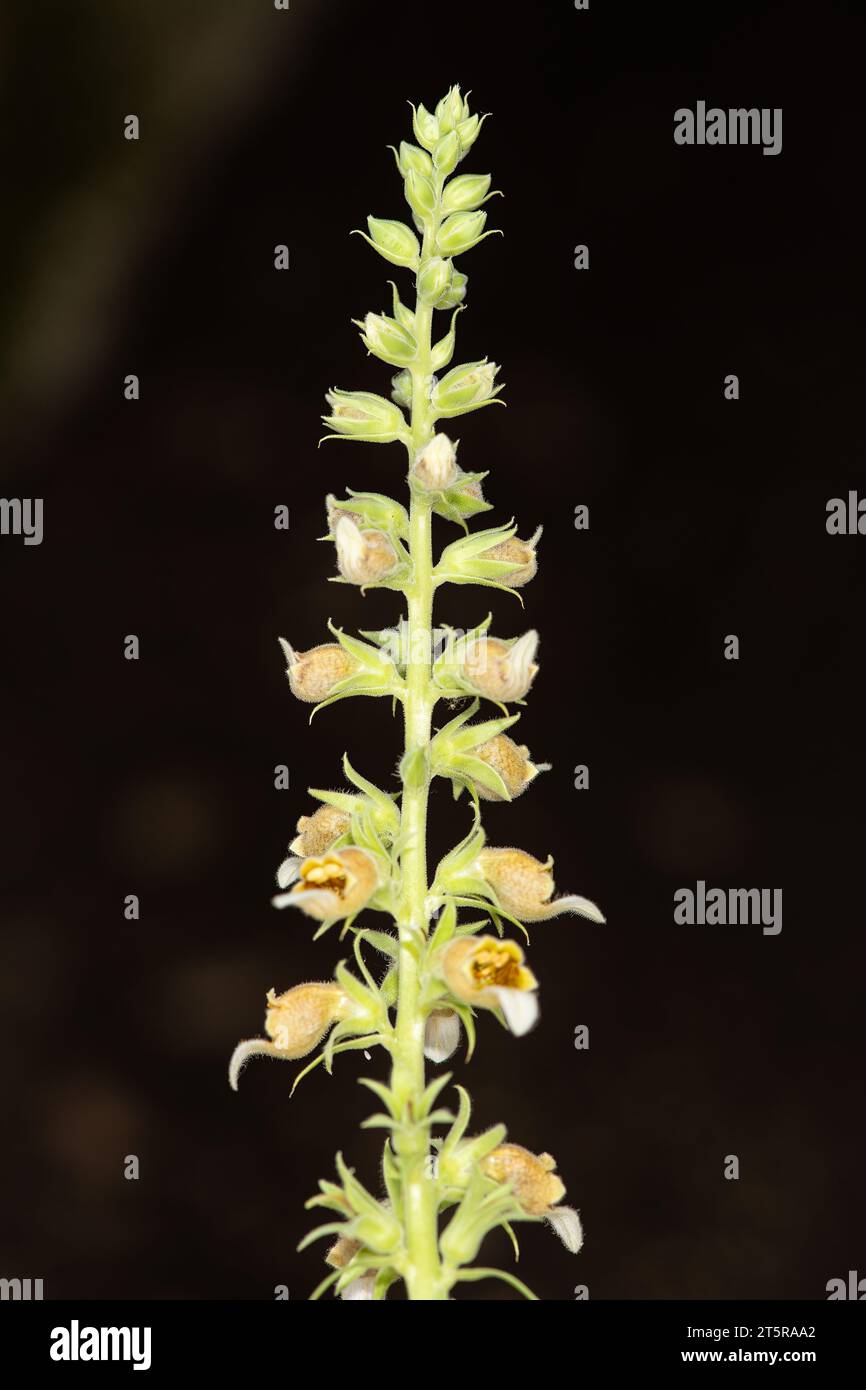 Primo piano della pianta di fiori Digitalis lanata woolly foxglove su sfondo naturale. Foto Stock