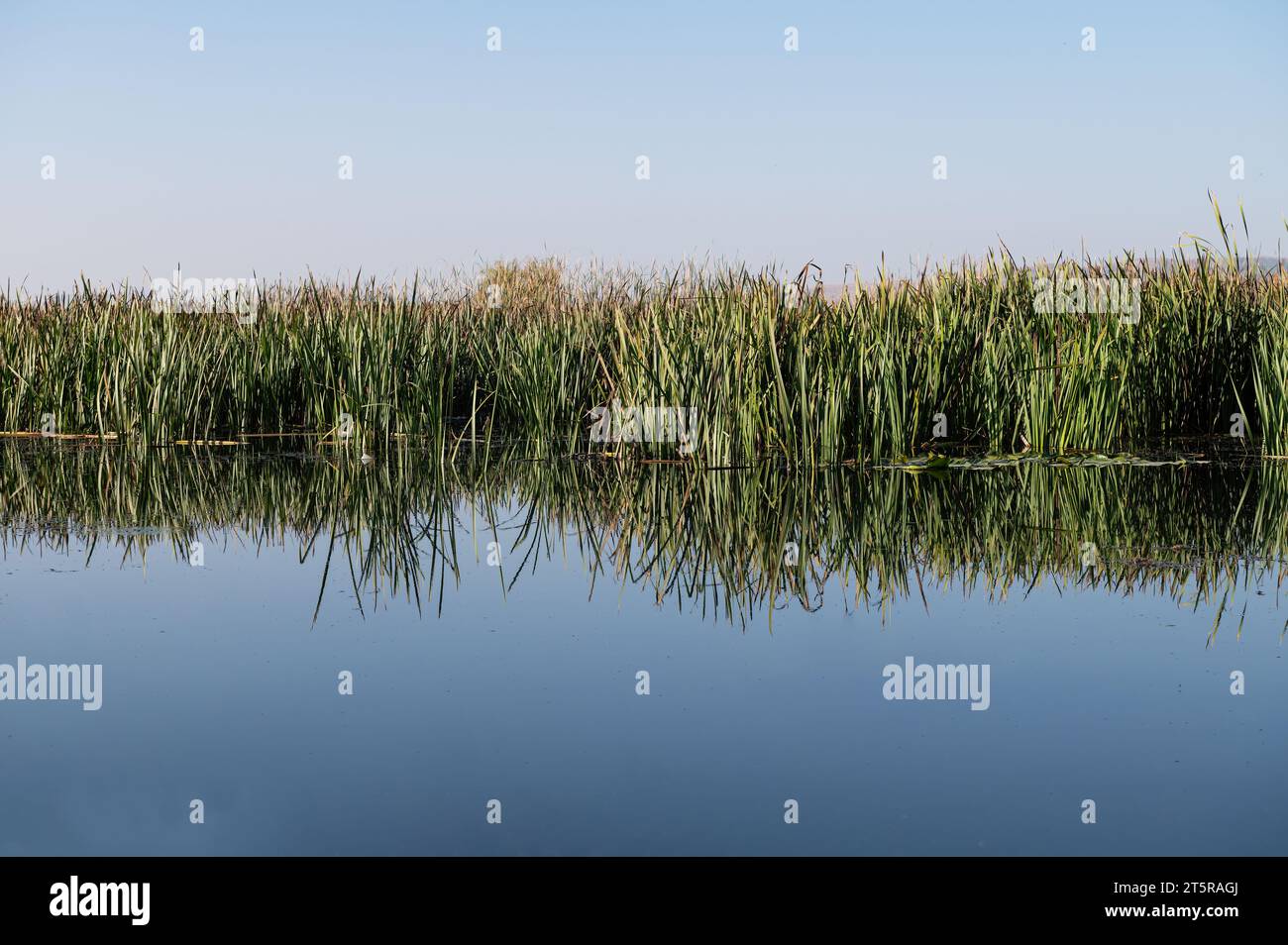 Piante di canna nelle zone umide e il loro riflesso nell'acqua. Foto Stock