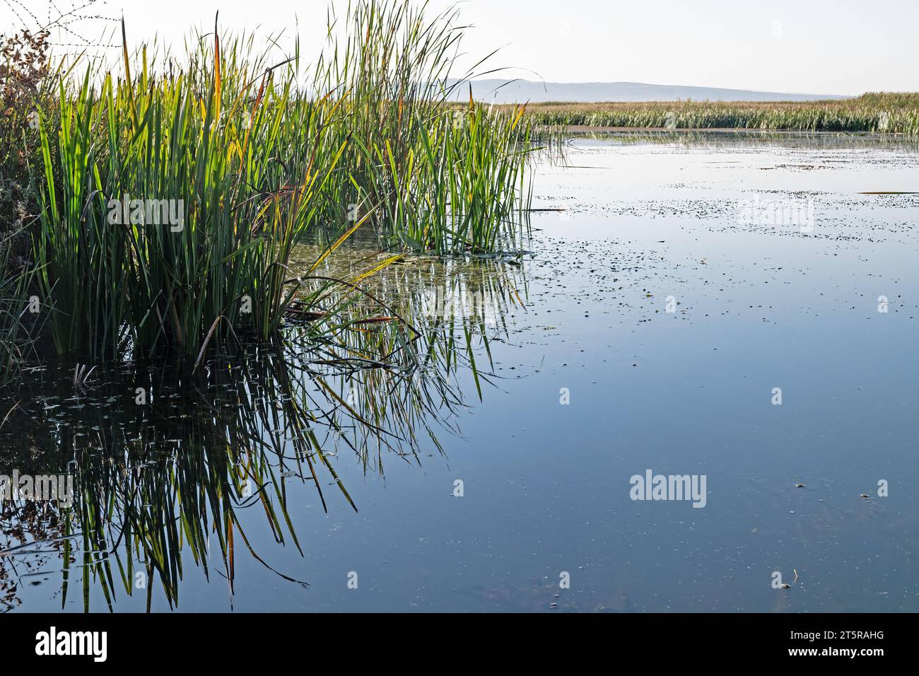Piante di canna nelle zone umide e il loro riflesso nell'acqua. Foto Stock