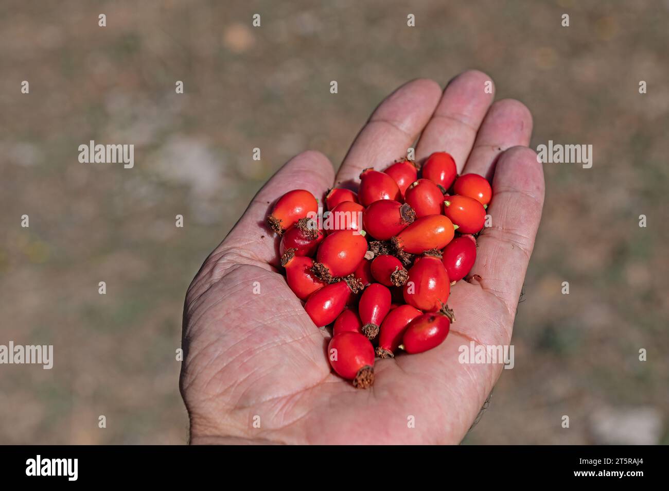 Frutto rosa nella mano maschile. Alimentazione sana, frutta naturale in autunno. Foto Stock