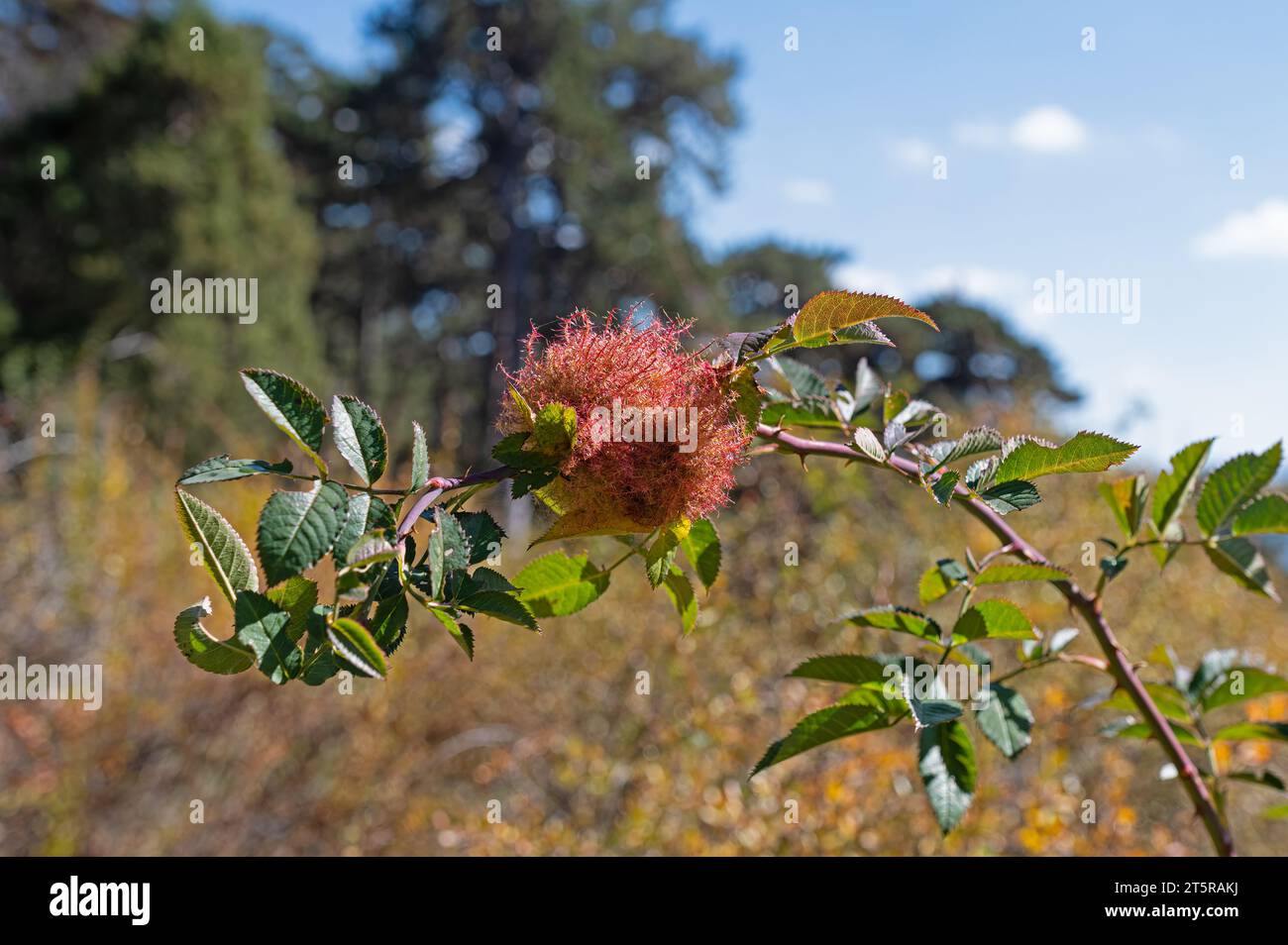 Rose Beetle Gall, Diplolepis rosae Foto Stock