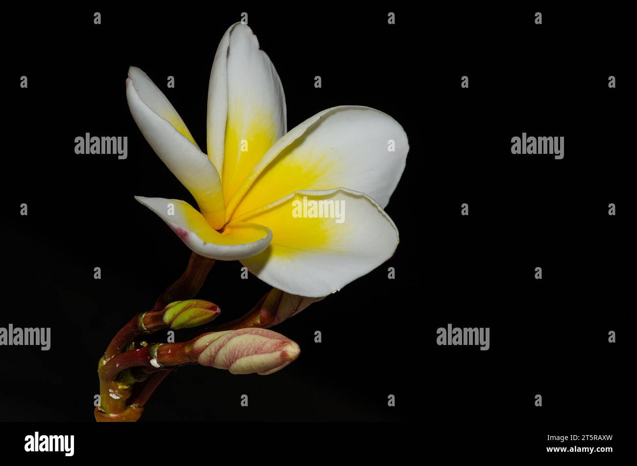 Plumeria (nome comune frangipani) è un genere di piante da fiore della famiglia dogbane, Apocynaceae. Foto Stock