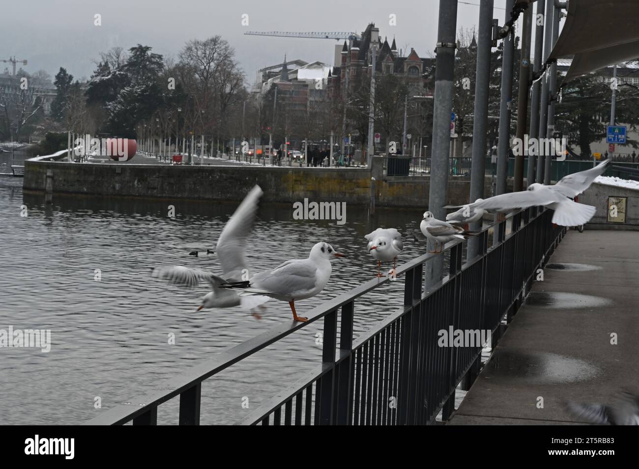 Lungomare sul lago di Zurigo nel porto personale. Ci sono ringhiere grigie che incorniciano il molo e gabbiani sono seduti su di esso. Foto Stock