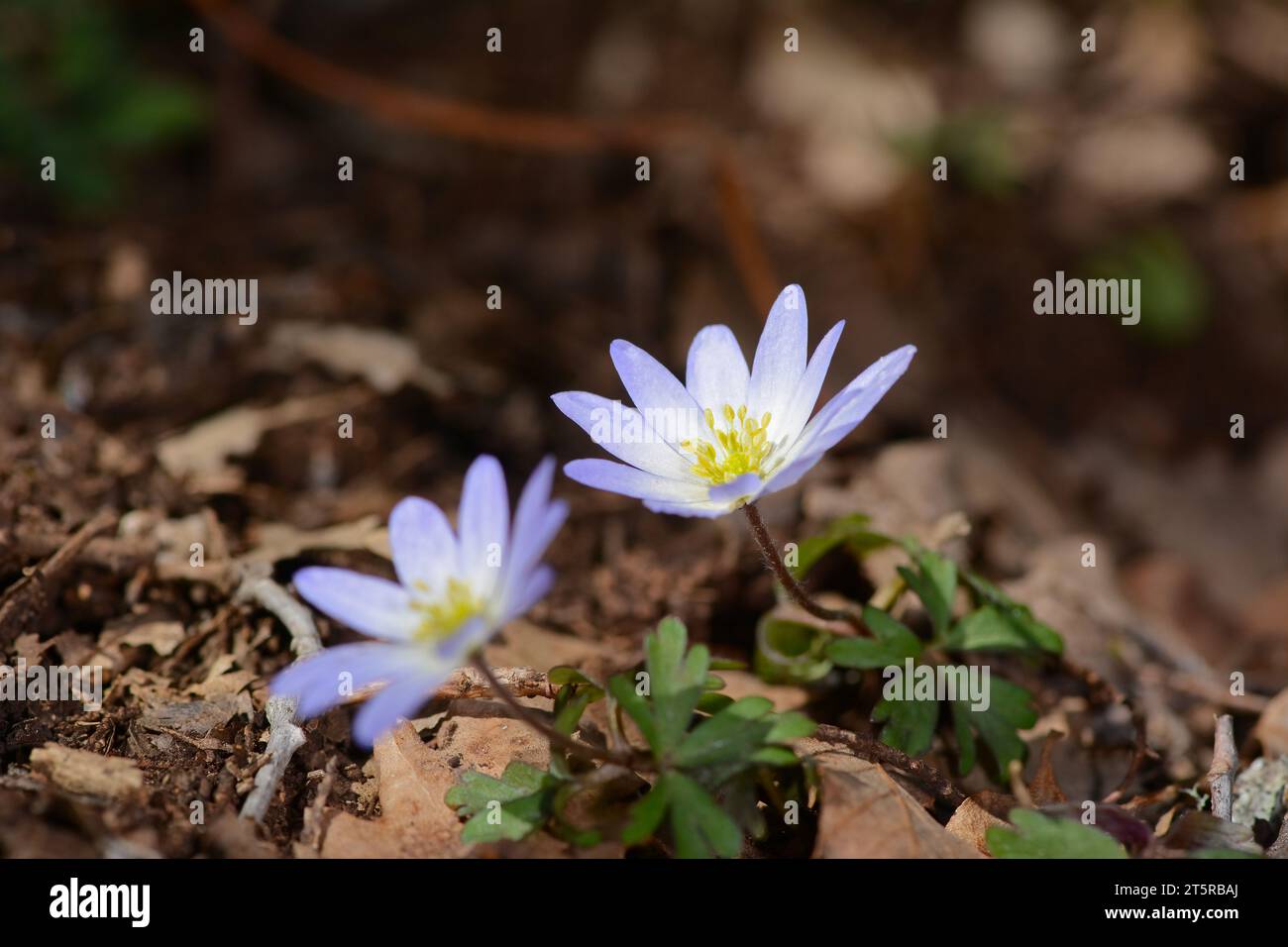 Anemonoides blanda, SYN. L'anemone balcanico, fiore del vento greco o fiore del vento invernale, è una specie di pianta da fiore della famiglia delle Ranunculaceae. Foto Stock