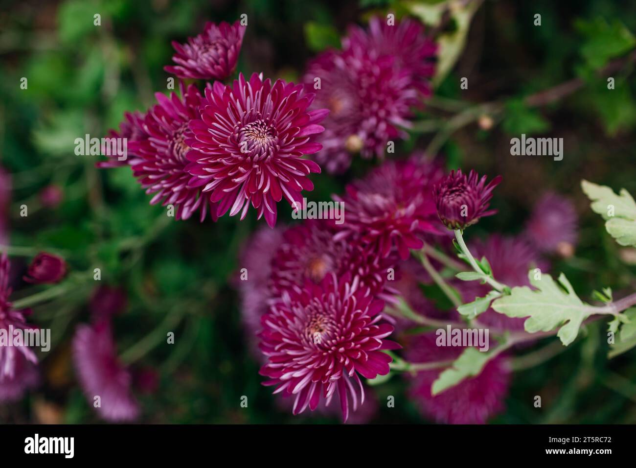 I crisantemi viola della Borgogna fioriscono nel giardino di ottobre. Fiori autunnali in fiore. Primo piano Foto Stock