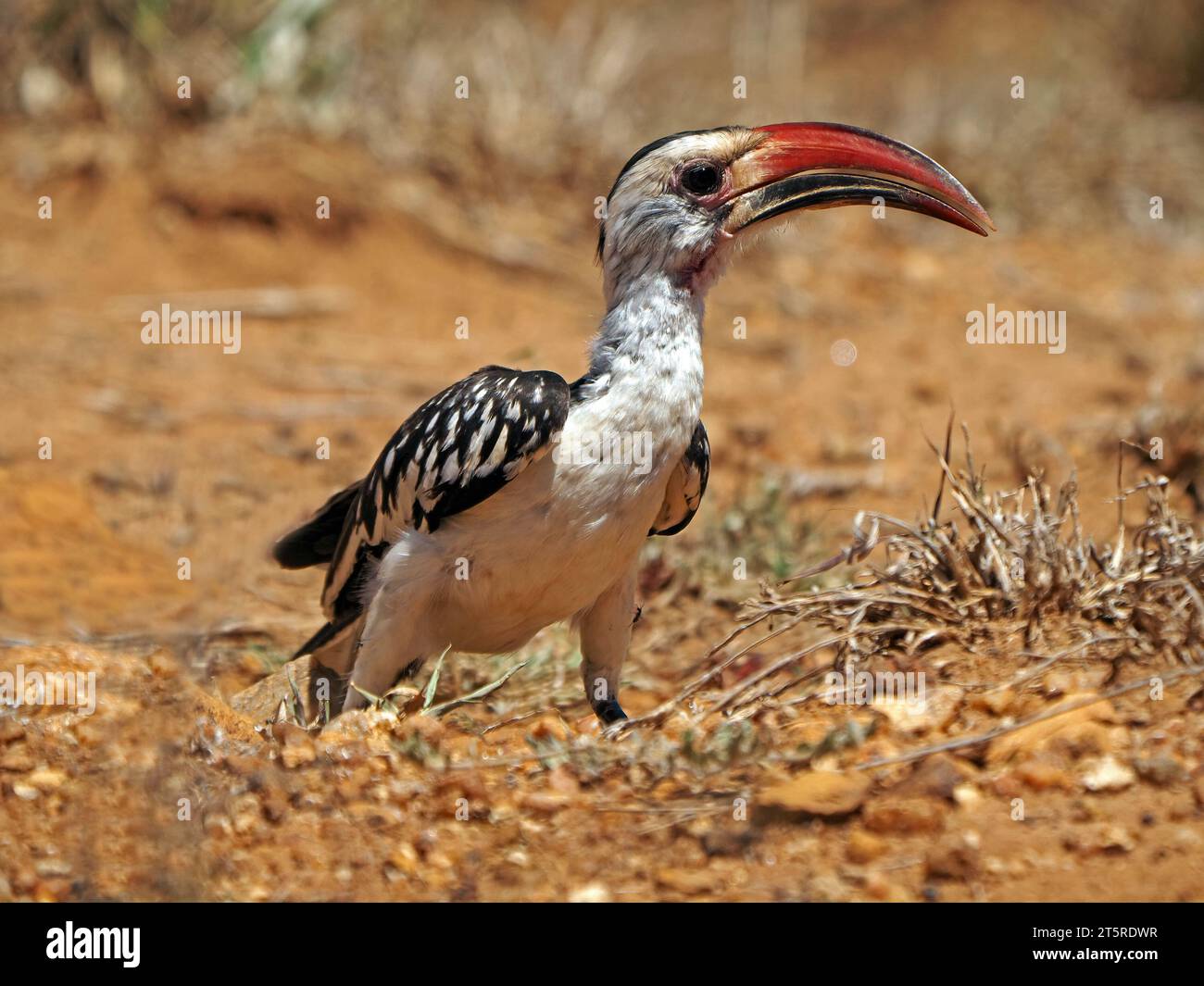 Uomo comico adulto con becco rosso (Tockus erythrorhynchus) che si allena su un terreno roccioso asciutto a Laikipia, Kenya, Africa Foto Stock