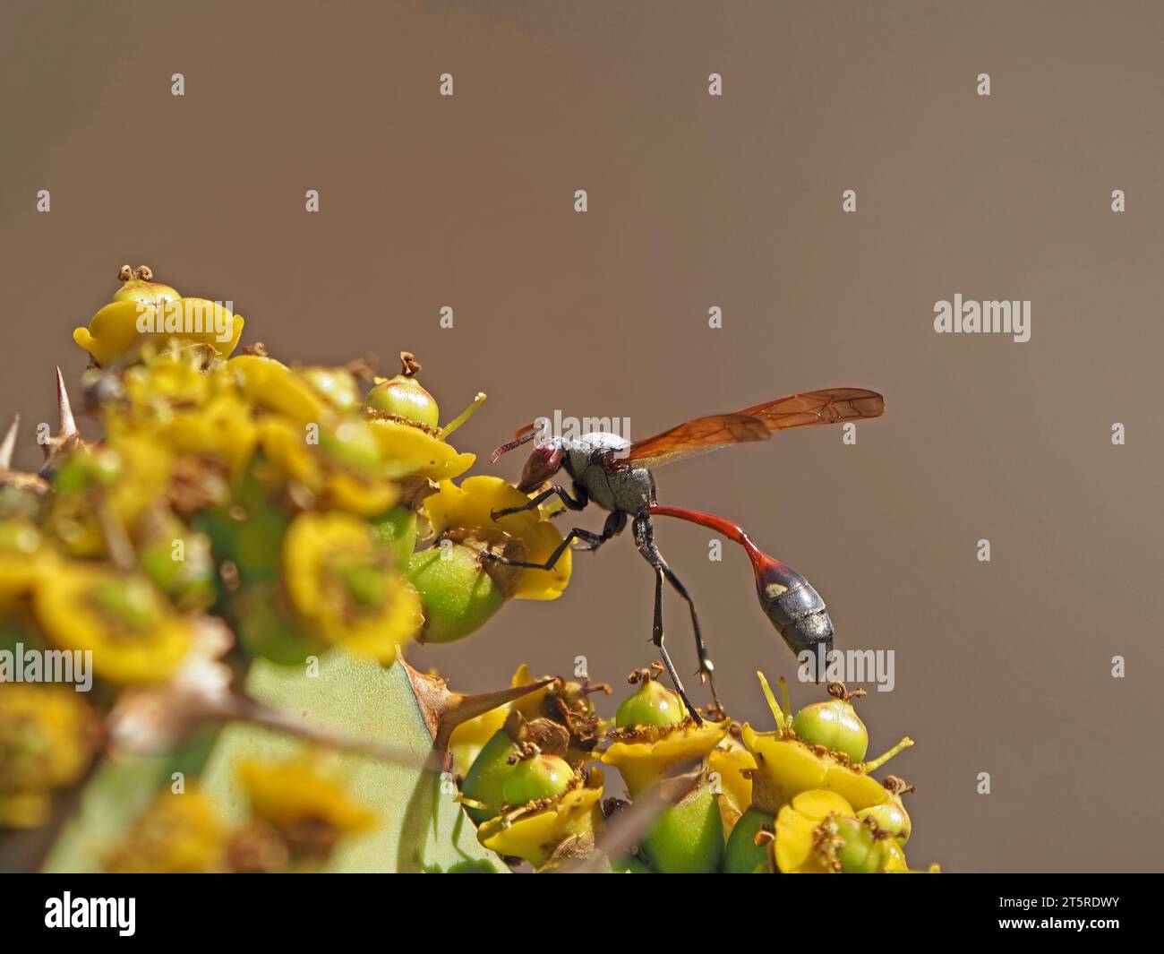 Specie africana di vespa da vasaio rossa/grigia/marrone con tipica vita stretta che si nutre di frutti di fiori gialli sovrasviluppati su arbusti tropicali Foto Stock