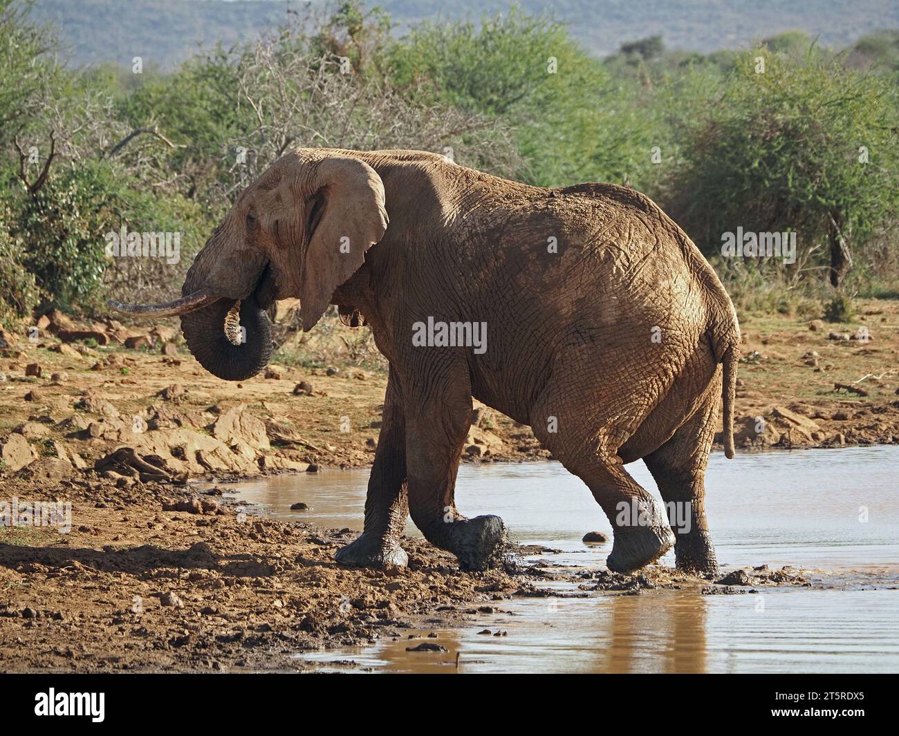 Un grande elefante di toro fangoso (Loxodnta africana) con zanne modeste emerge da una sorgente in Kenya Africa Foto Stock