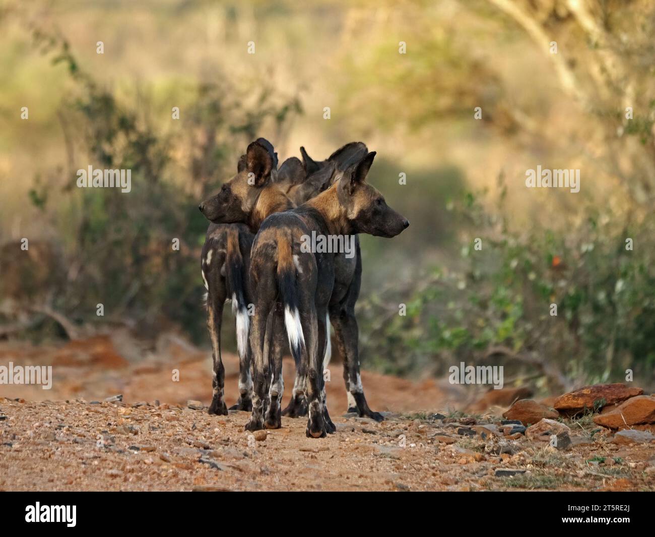 branco di cani selvatici africani/Lupi dipinti (Lycaon Pictus) guardando a sinistra e a destra, partendo in un unico file per cacciare nella contea di Laikipia, Kenya, Africa Foto Stock