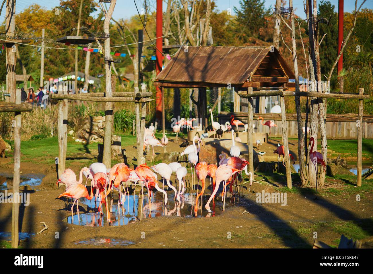 Molti fenicotteri rosa nel parco zoologico di Parigi, in Francia Foto Stock