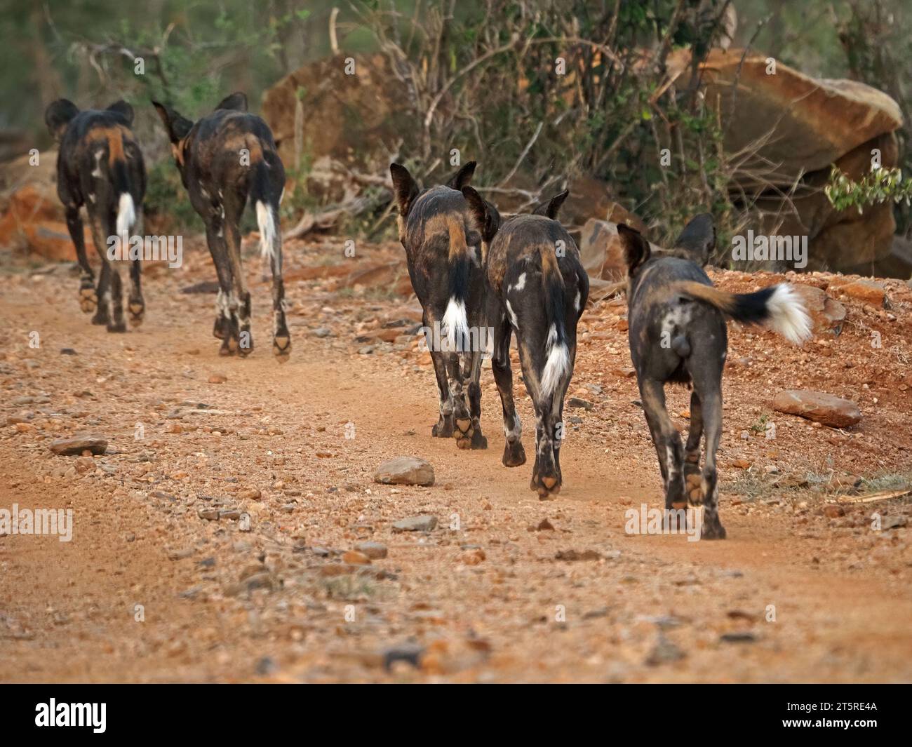 branco di cani selvatici africani/Lupi dipinti (Lycaon Pictus) che partono in un unico file per cacciare nella contea di Laikipia, Kenya, Africa Foto Stock