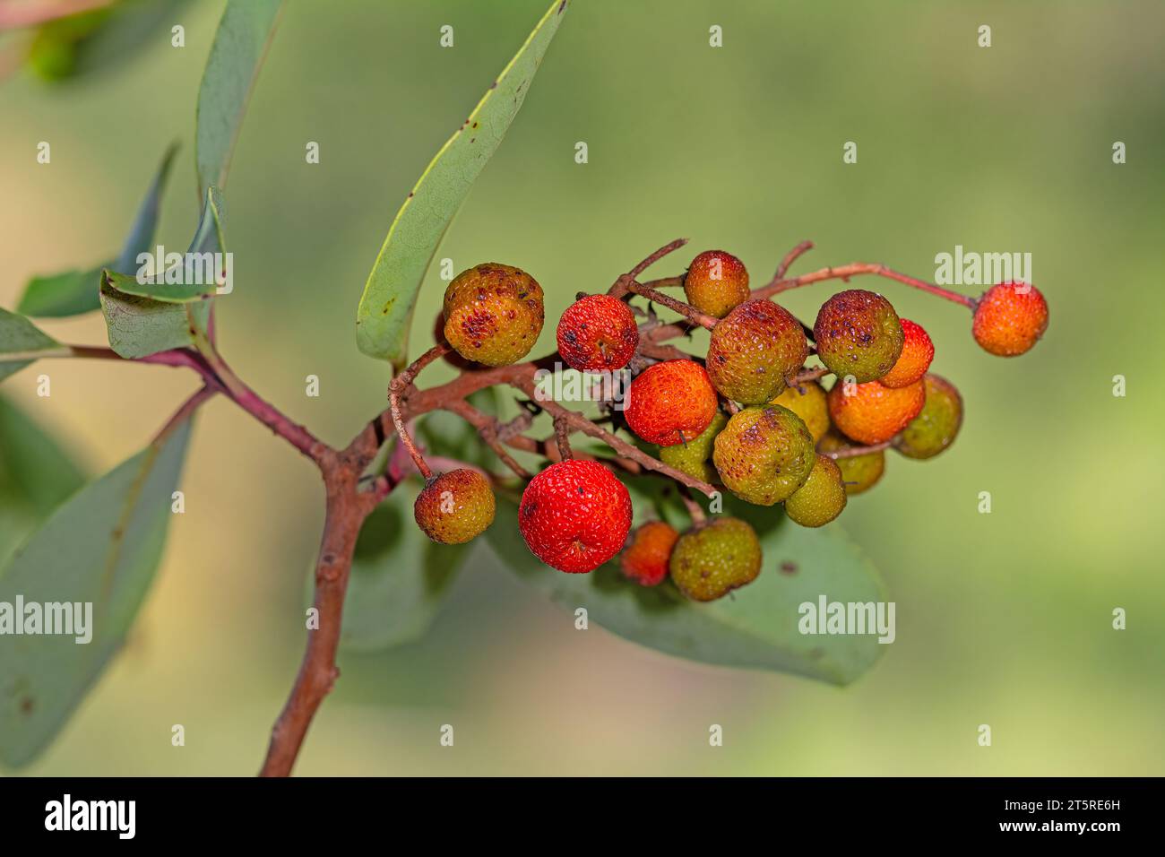 Frutti e foglie di fragole di montagna. Foto Stock