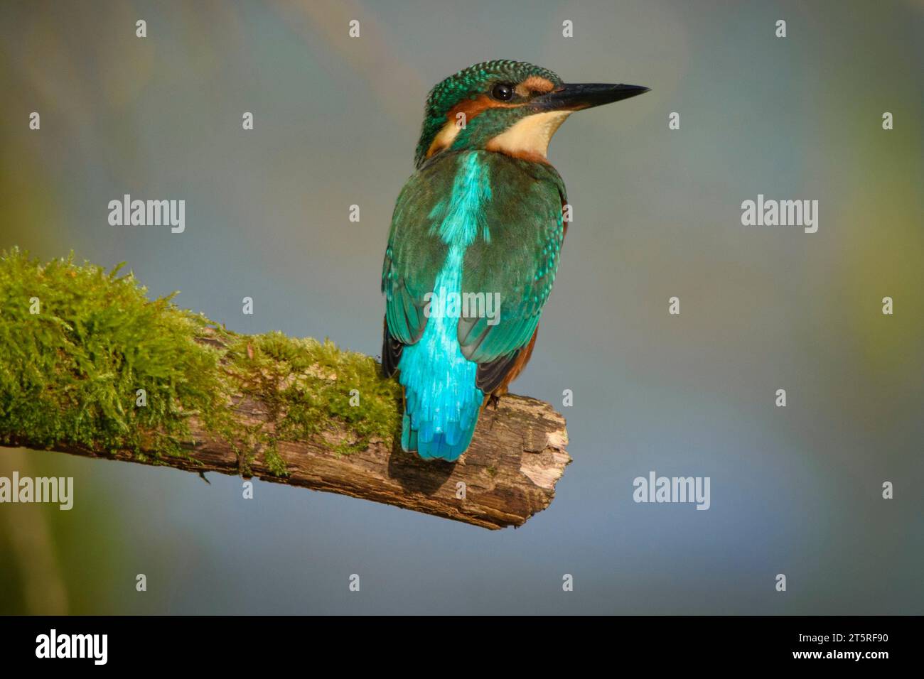 KingFisher su una Mossy Perch Foto Stock