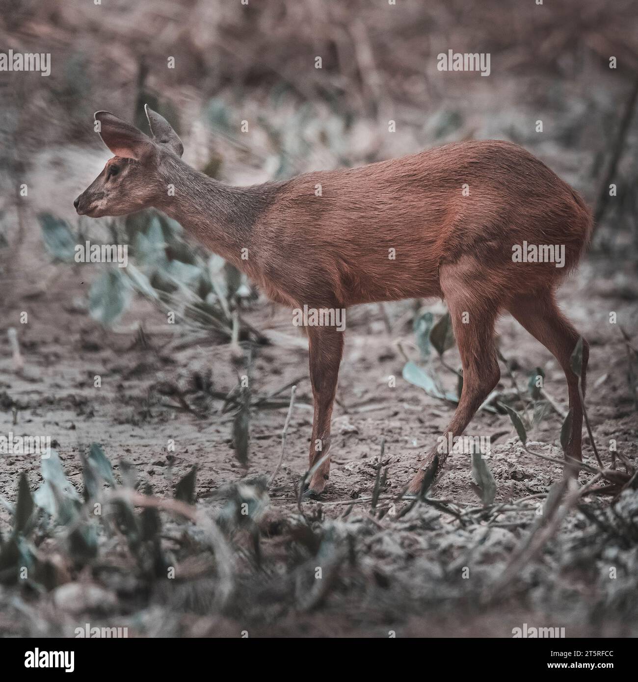 Gray Brocket, Mazama gouazoubira, Mato grosso, Brasile Foto Stock
