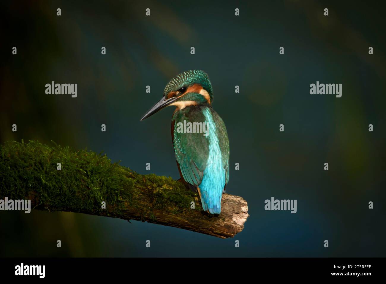 KingFisher su un pezzetto Foto Stock