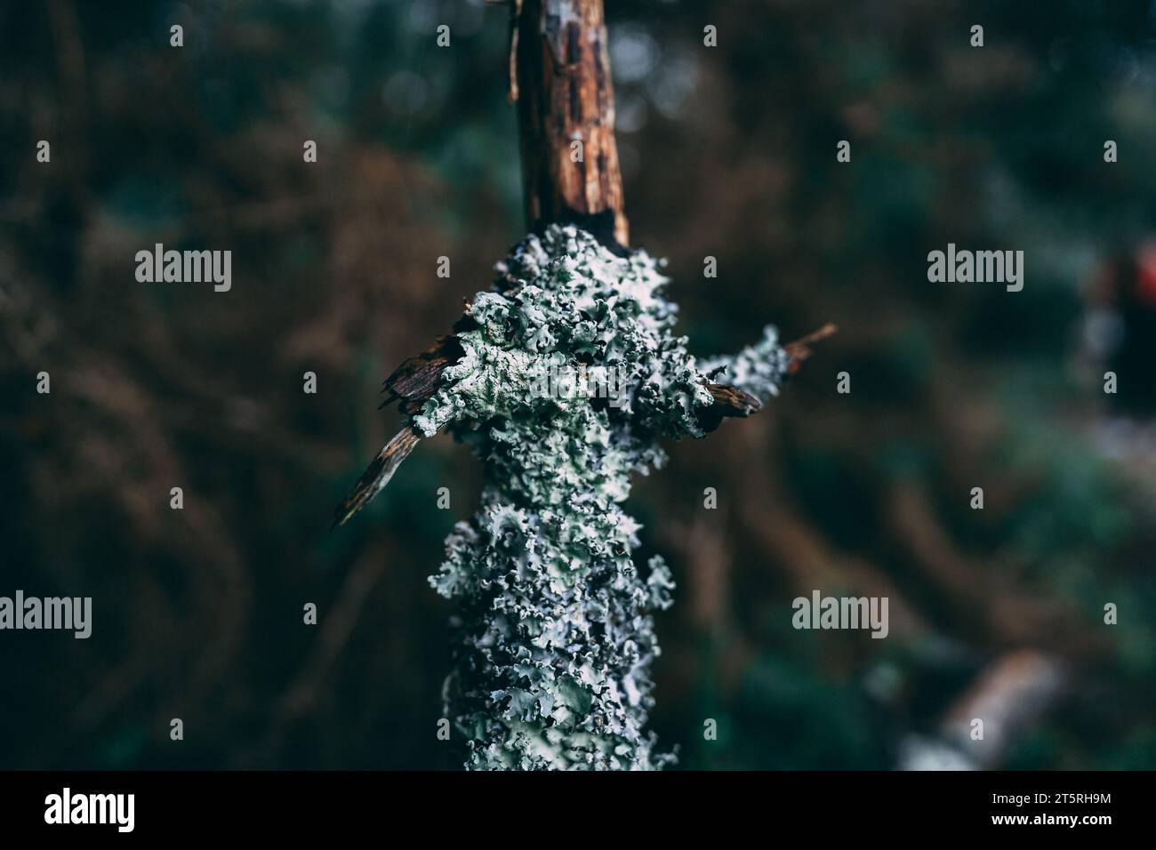 Ramo che sembra una bambola di muschio Foto Stock