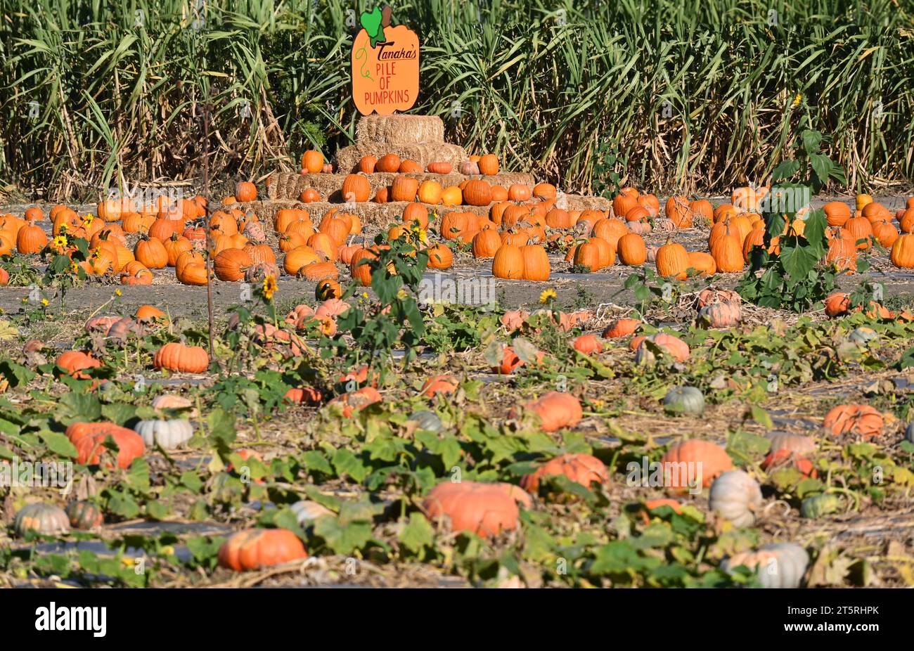 COSTA MESA, CALIFORNIA - 1 novembre 2023: Cartello pile di zucche al Tanaka Farms Hana Field su Sunflower Avenue. Foto Stock