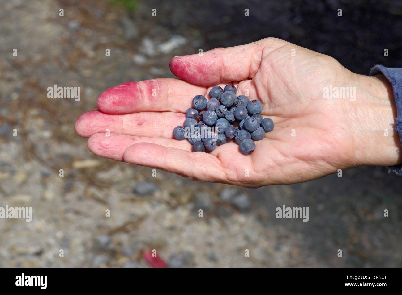 Una manciata di mirtilli selvatici occidentali, appena raccolti dalle Cascade Mountains nell'Oregon centrale. Foto Stock