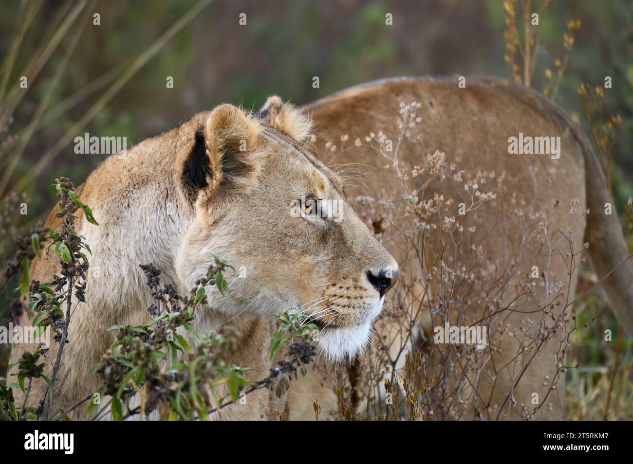lioness nel cratere di Ngorongoro, osservando i bufali che si avvicinano Foto Stock