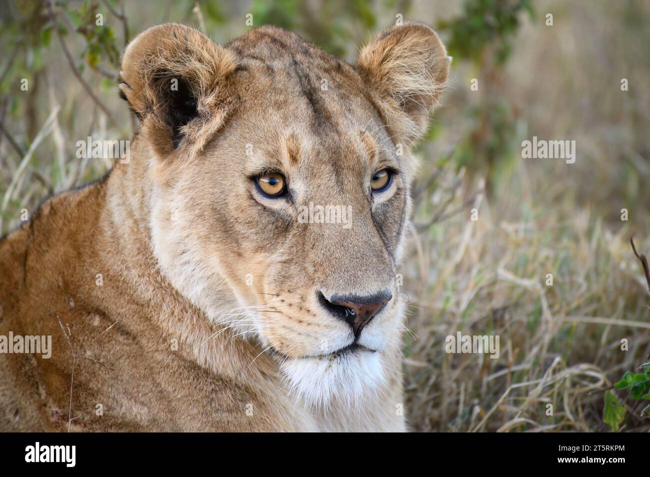 la leonessa nel cratere di Ngorongoro si rilassa la mattina presto Foto Stock
