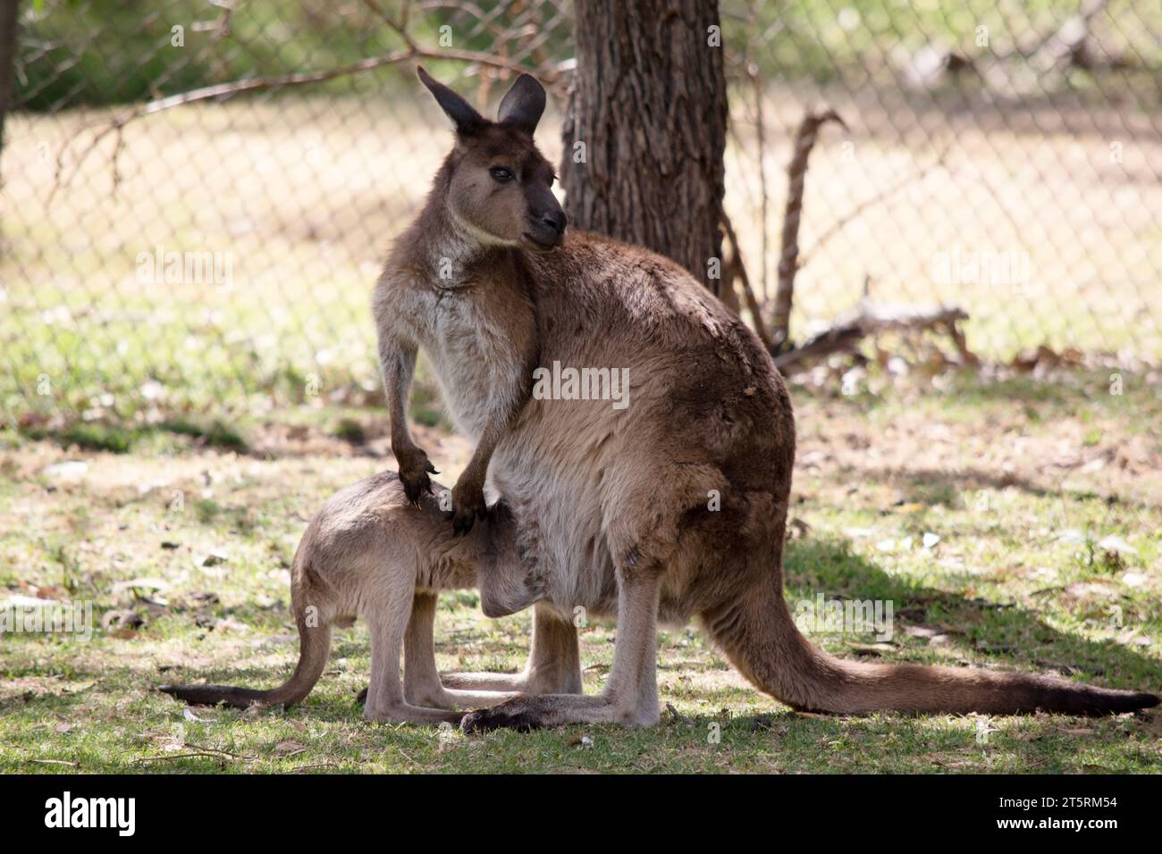 Il canguro-isola Kangaroo joey si sta nutrendo dalla sua sacca delle madri Foto Stock