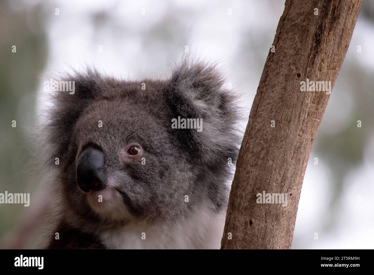 Il Koala ha una grande testa rotonda, grandi orecchie da pelliccia e un grosso naso nero. La loro pelliccia è solitamente grigio-marrone nel colore con pelliccia bianca sul petto, sulle braccia interne, Foto Stock