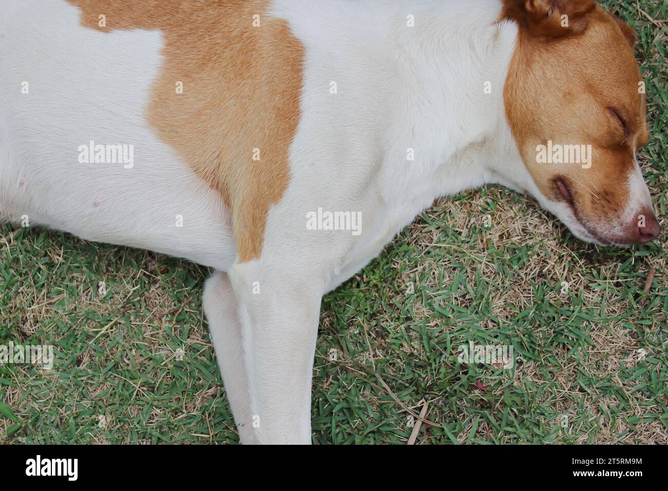 Ritratto di un cane di razza mista con un cappotto a chiazze nelle tonalità di bianco, marrone chiaro e beige, riposando tranquillamente mentre dormi su un verde. Foto Stock