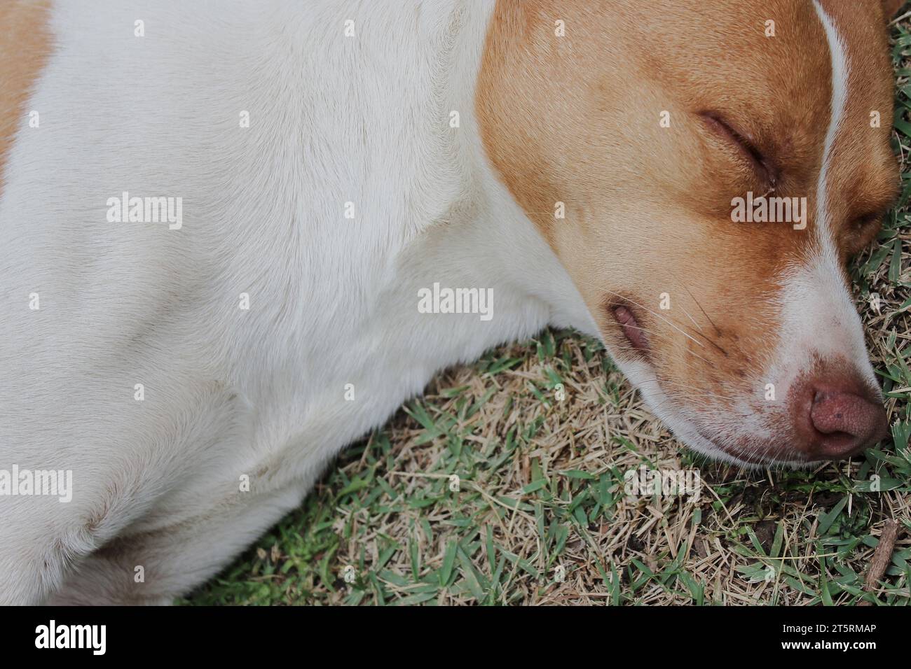 Ritratto di un cane di razza mista con un cappotto a chiazze nelle tonalità di bianco, marrone chiaro e beige, riposando tranquillamente mentre dormi su un verde. Foto Stock